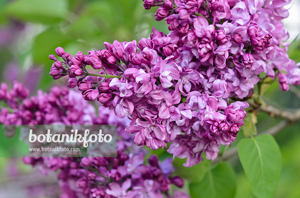 531162 - Lilas commun (Syringa vulgaris 'Charles Joly')