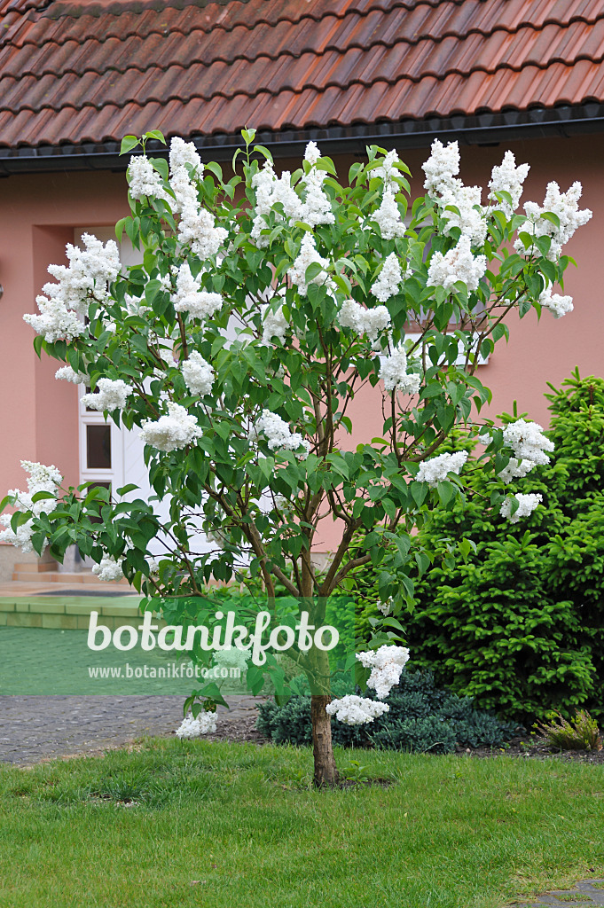 517248 - Lilas commun (Syringa vulgaris 'Mme Lemoine')