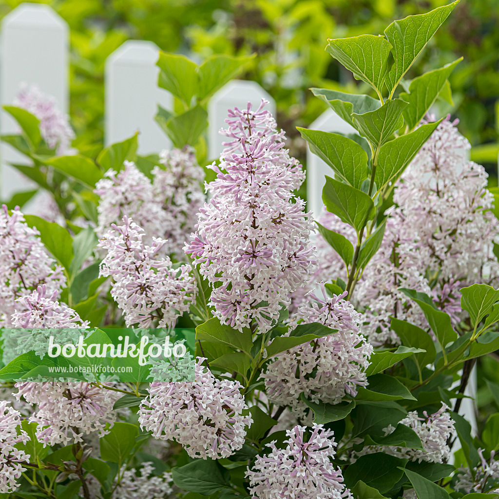 651545 - Lilas de Corée (Syringa patula 'Miss Kim')