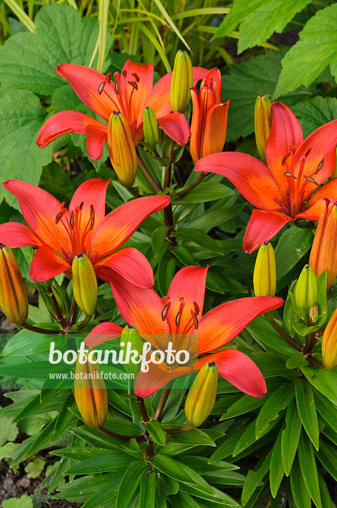 473058 - Lilies (Lilium)