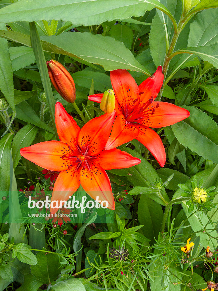 402154 - Lily (Lilium)