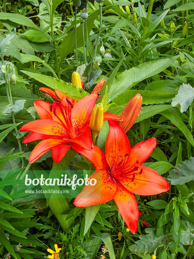 402155 - Lily (Lilium)