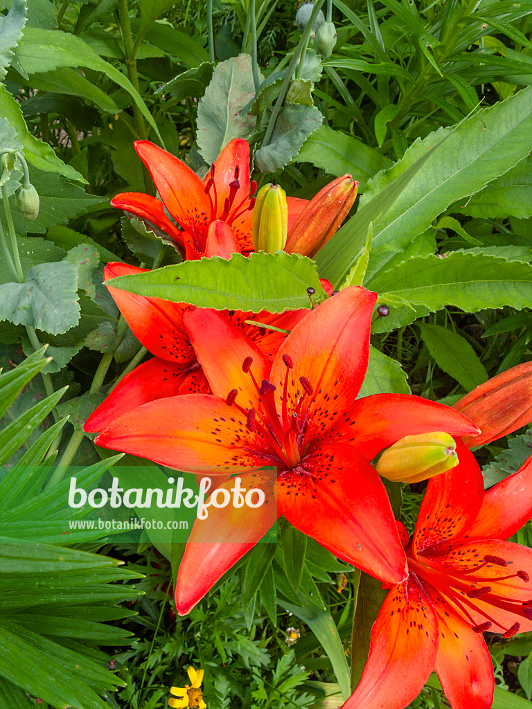 402157 - Lily (Lilium)