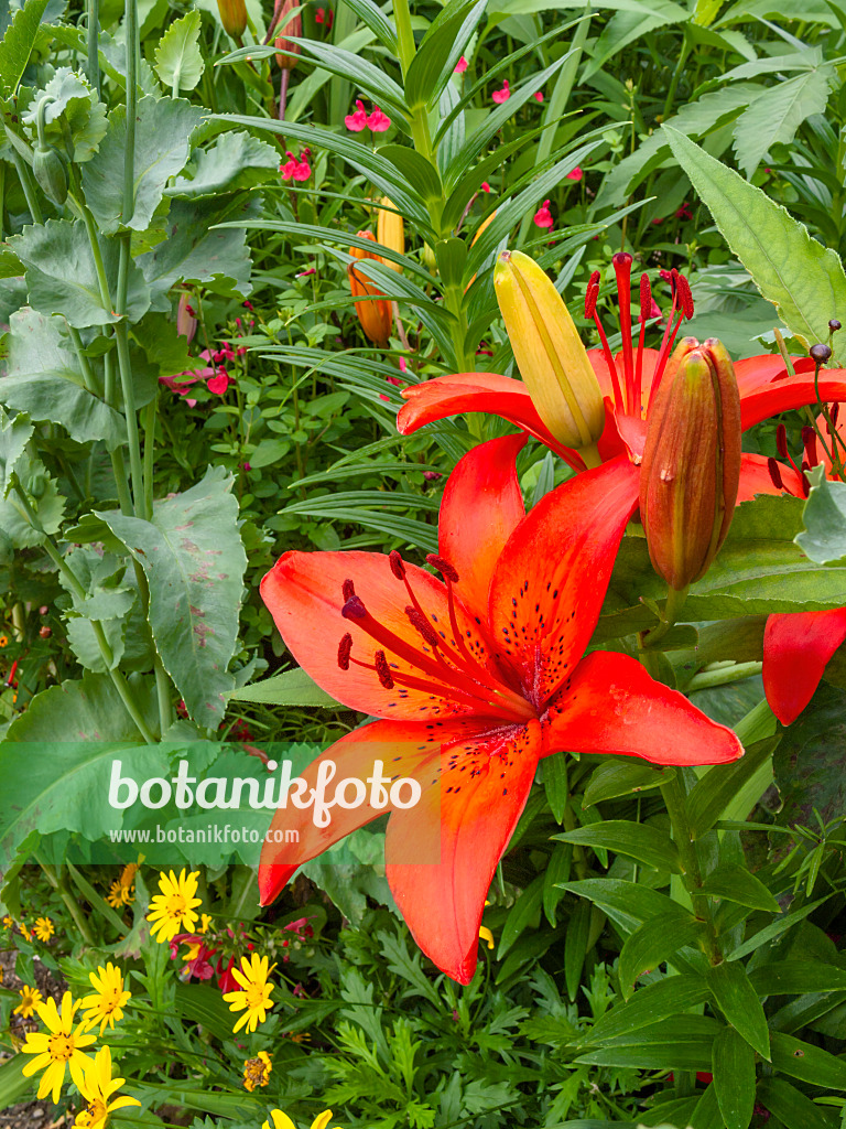 402158 - Lily (Lilium)