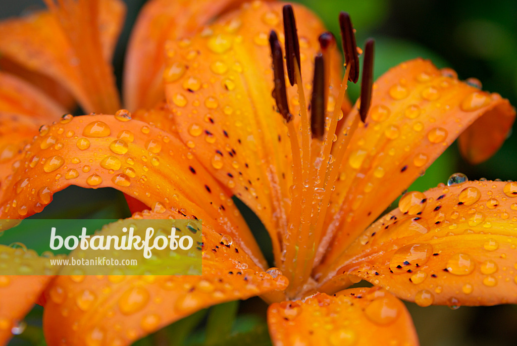 457032 - Lily (Lilium)