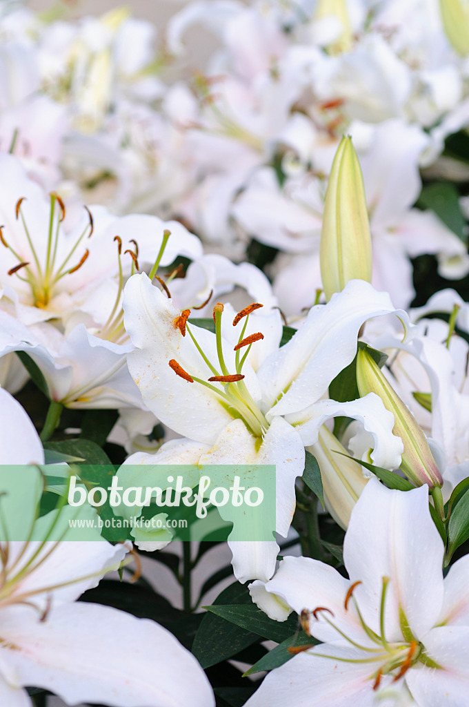 474226 - Lily (Lilium)