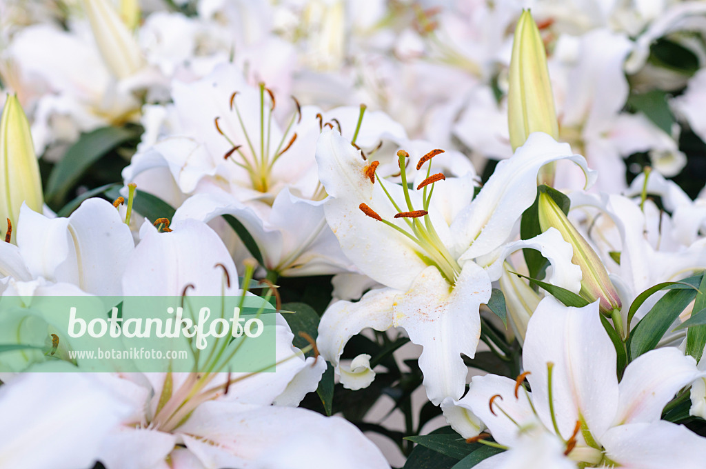 474227 - Lily (Lilium)