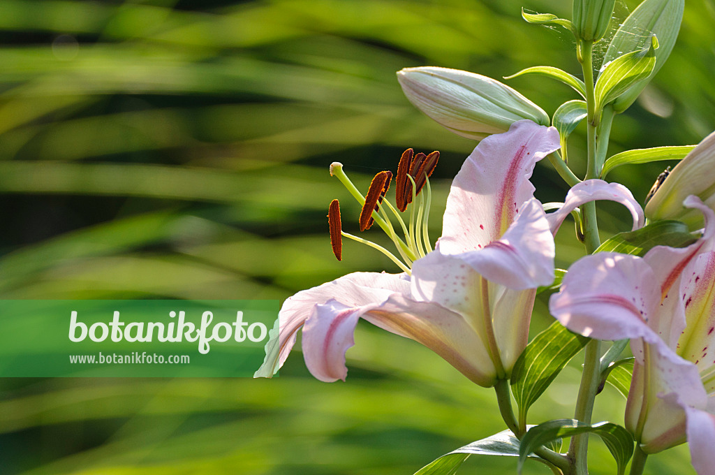 474449 - Lily (Lilium)