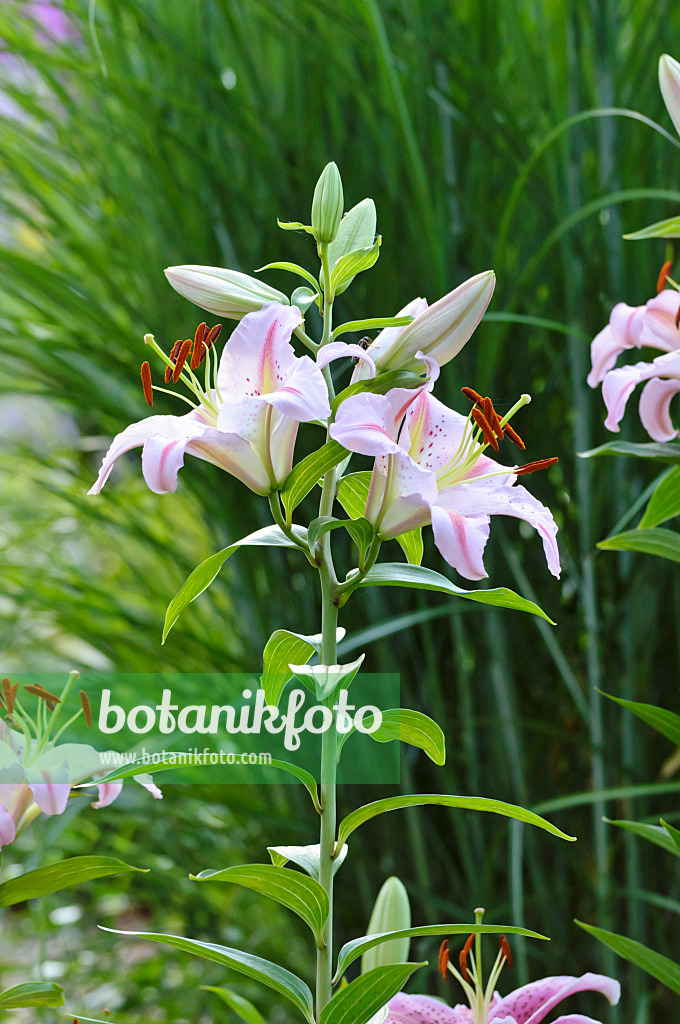 474450 - Lily (Lilium)