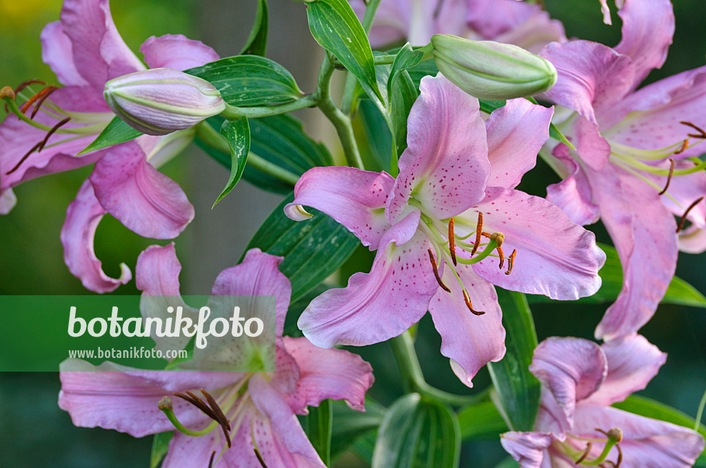 474451 - Lily (Lilium)