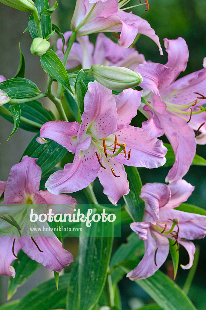 474452 - Lily (Lilium)