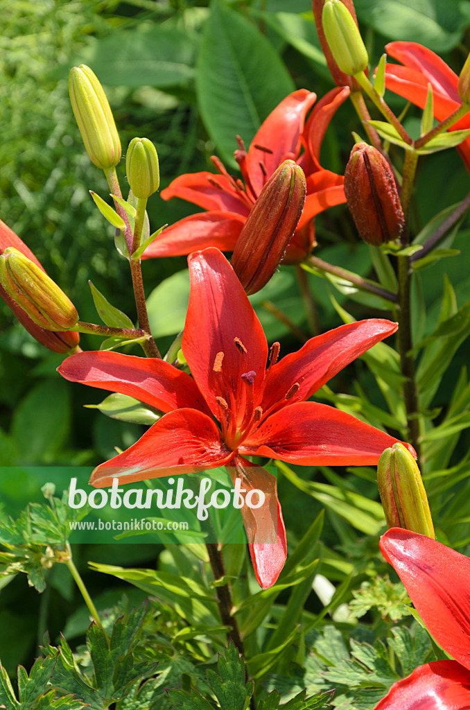 497109 - Lily (Lilium)