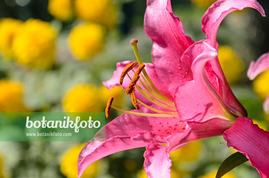 498292 - Lily (Lilium)