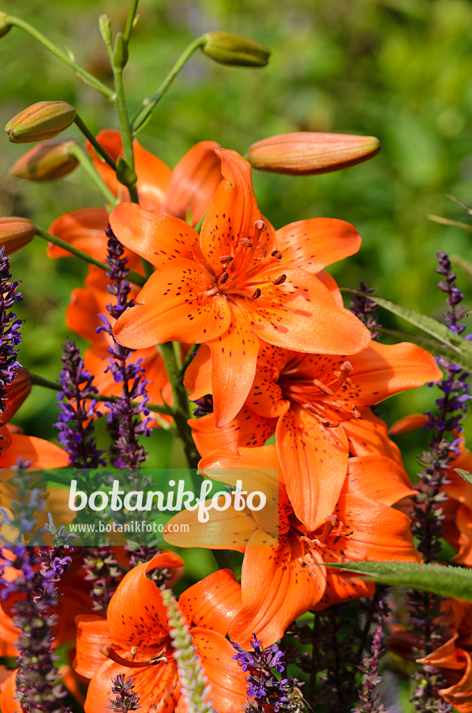 522017 - Lily (Lilium)