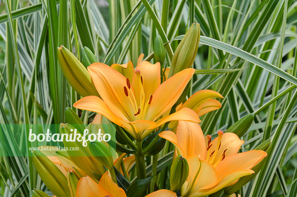 534046 - Lily (Lilium)