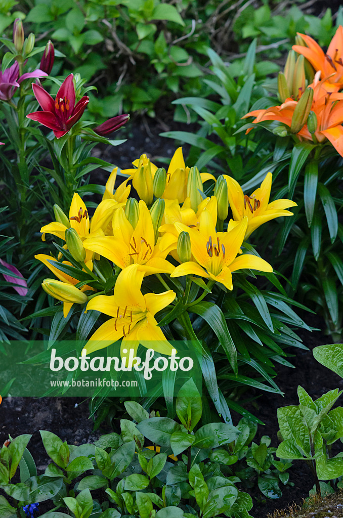 543079 - Lily (Lilium)