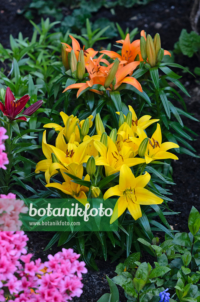 543080 - Lily (Lilium)