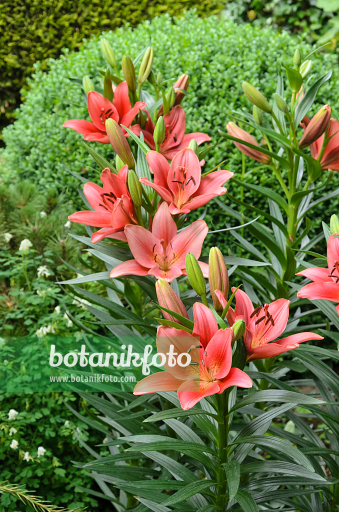 545130 - Lily (Lilium)
