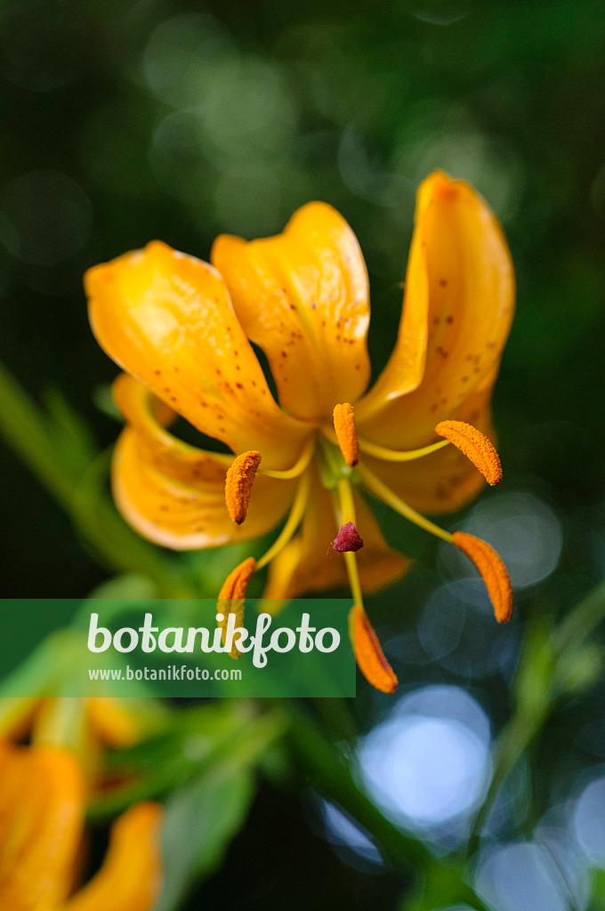 473048 - Lily (Lilium hansonii)