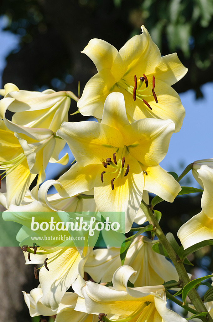 474419 - Lily (Lilium hybr.)