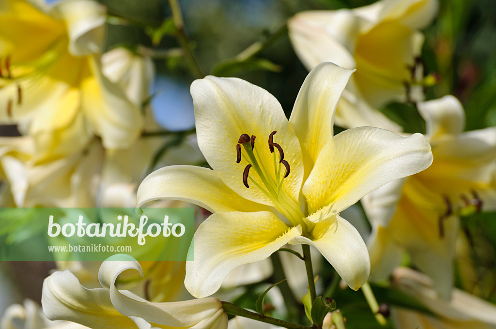474420 - Lily (Lilium hybr.)