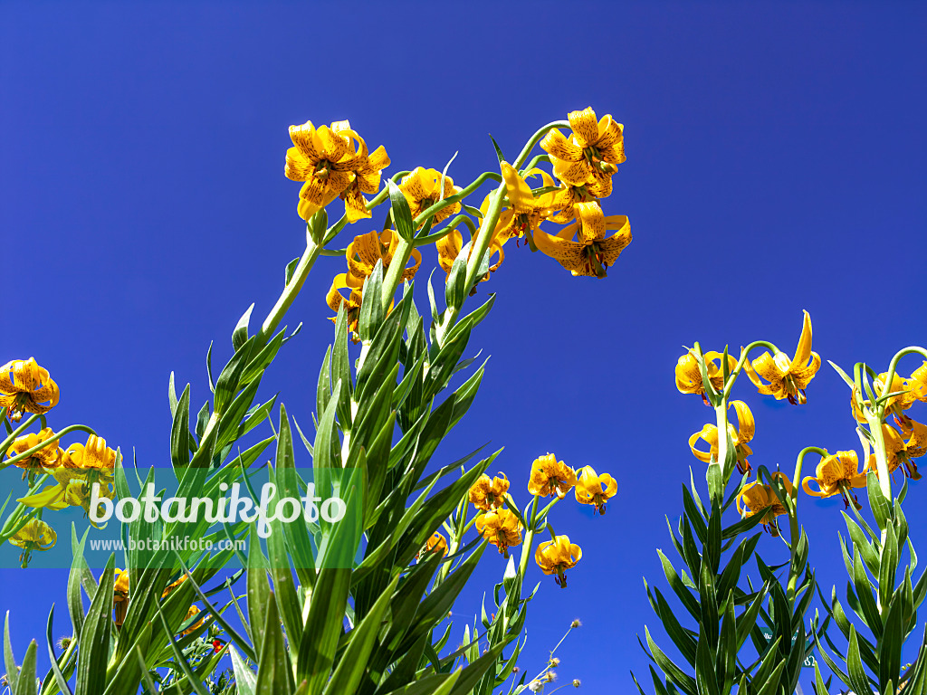 439348 - Lily (Lilium jankae)