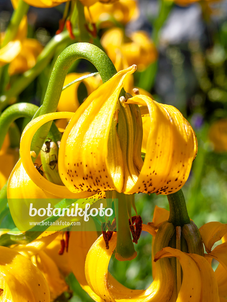 439349 - Lily (Lilium jankae)