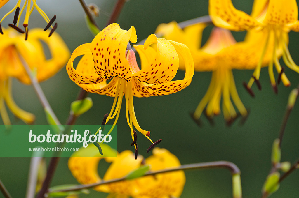 474262 - Lily (Lilium leichtlinii)
