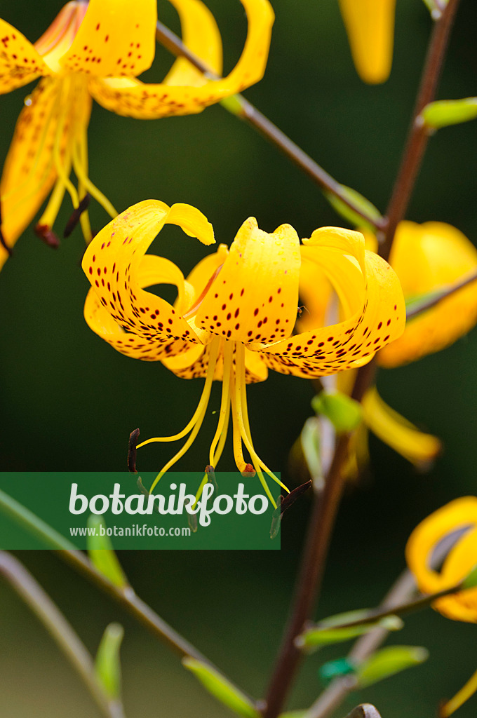 474263 - Lily (Lilium leichtlinii)
