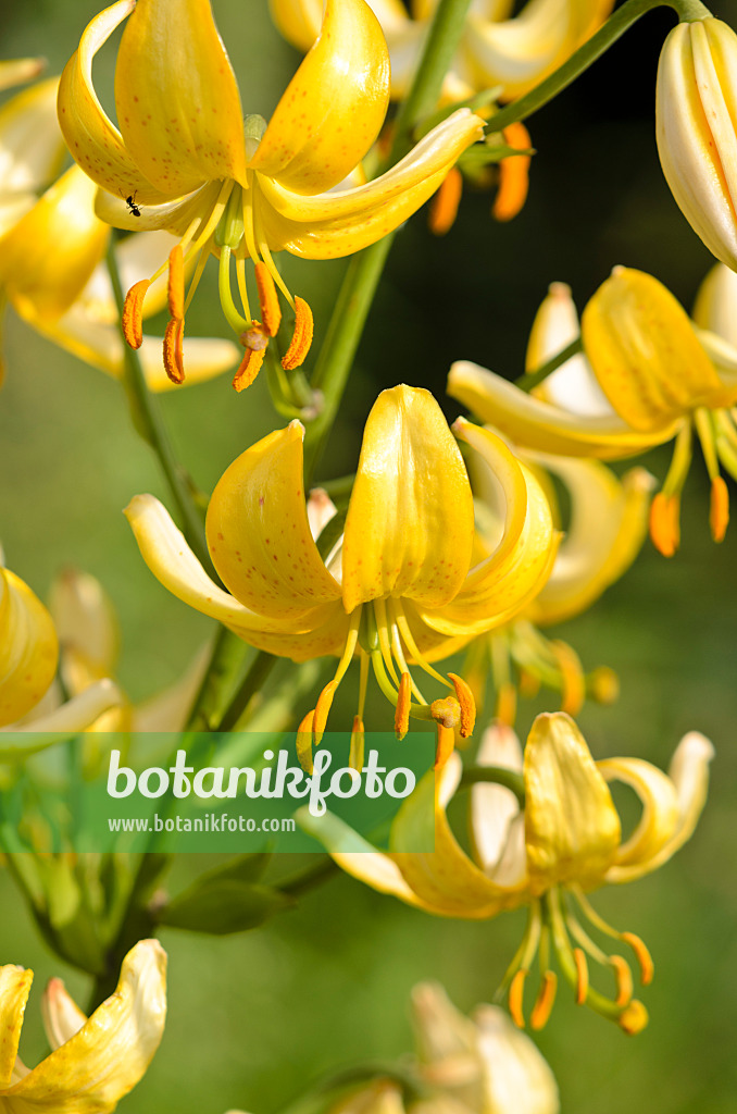 521156 - Lily (Lilium Mrs. R.O. Backhouse)