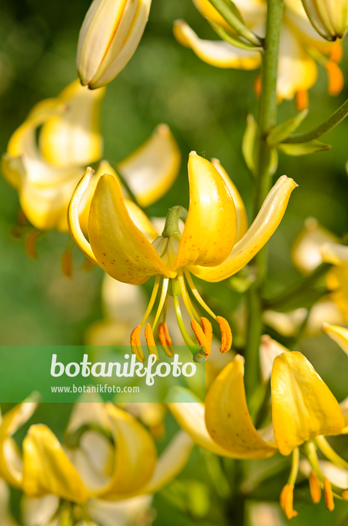 521157 - Lily (Lilium Mrs. R.O. Backhouse)