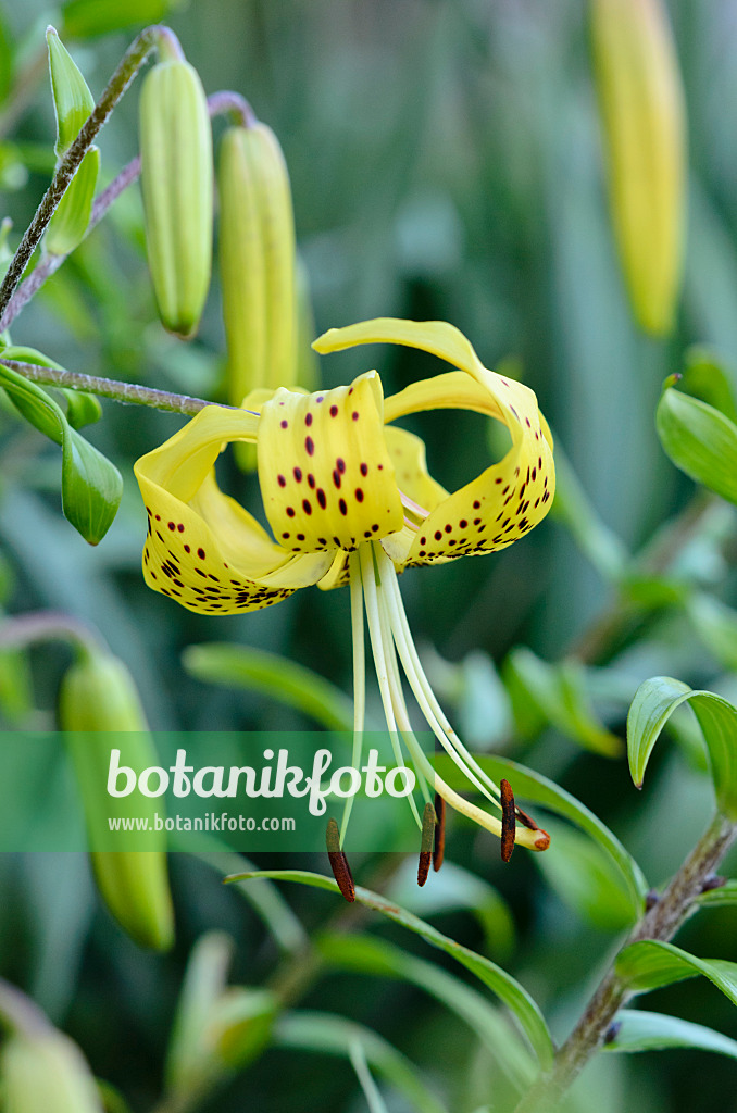 534126 - Lily (Lilium Mystic Sunshine)