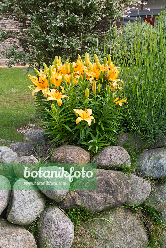 534234 - Lily (Lilium) on a stone wall