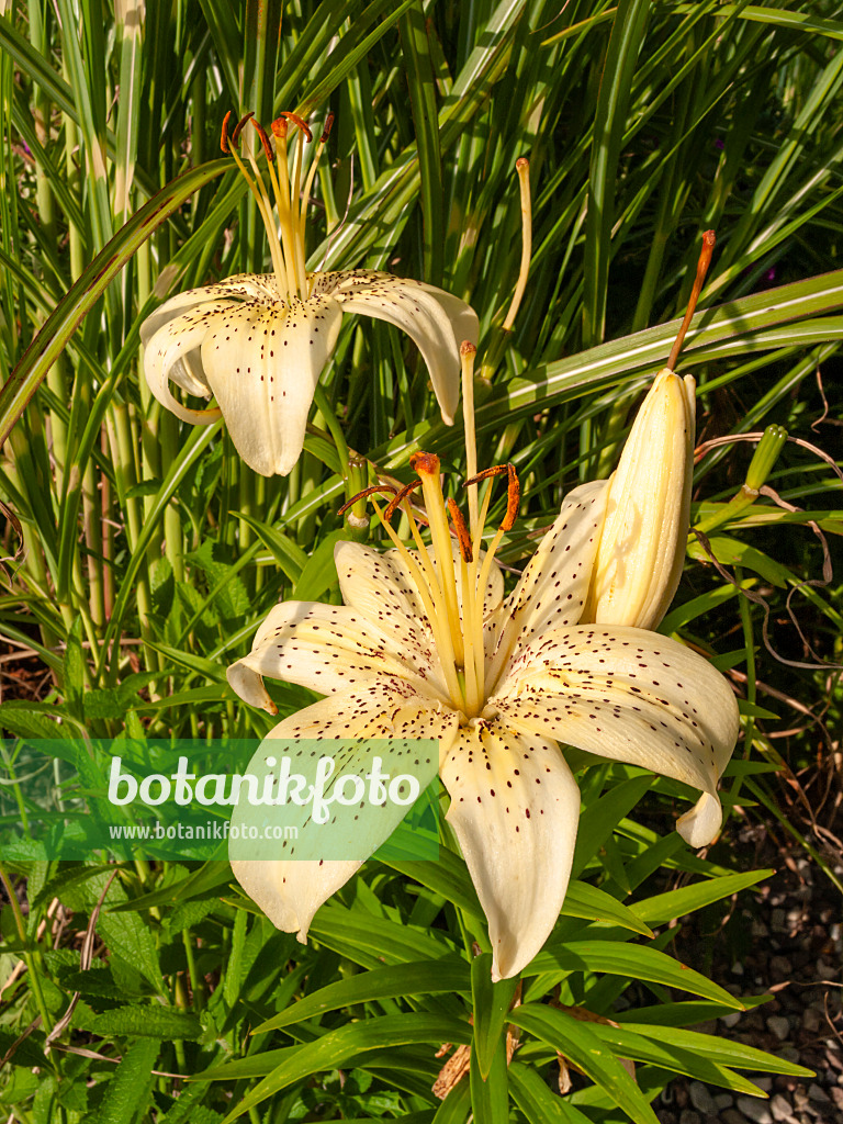 403049 - Lily (Lilium Schneespuren)