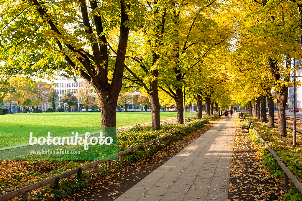 465136 - Lime (Tilia), Platz der Einheit, Potsdam, Germany