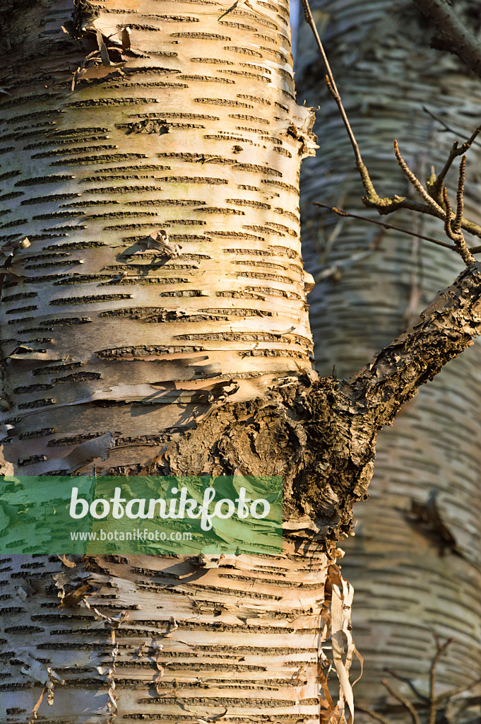 515004 - Lindenblättrige Birke (Betula maximowicziana)