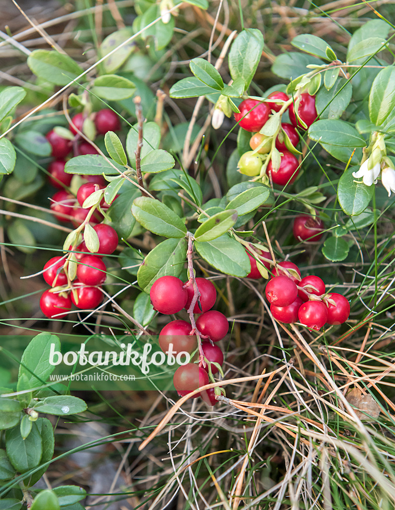 651557 - Lingonberry (Vaccinium vitis-idaea)