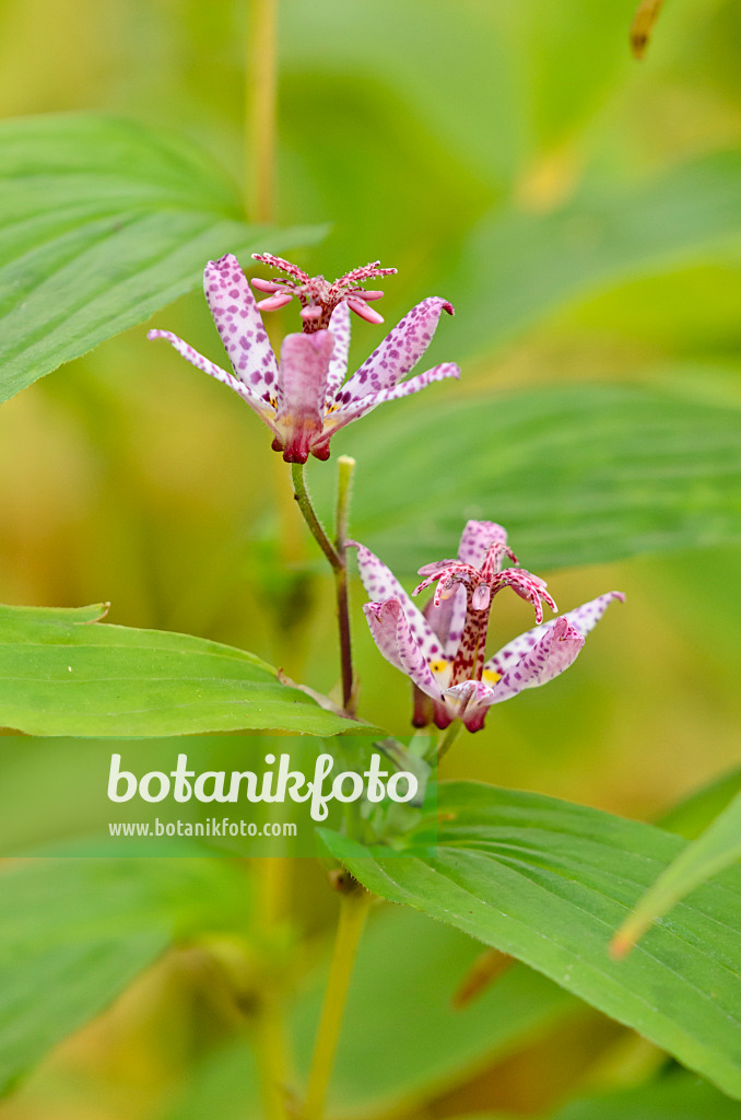 525408 - Lis crapaud du Japon (Tricyrtis hirta)