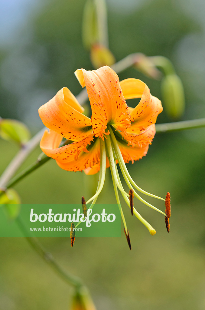 534281 - Lis de Henry (Lilium henryi)