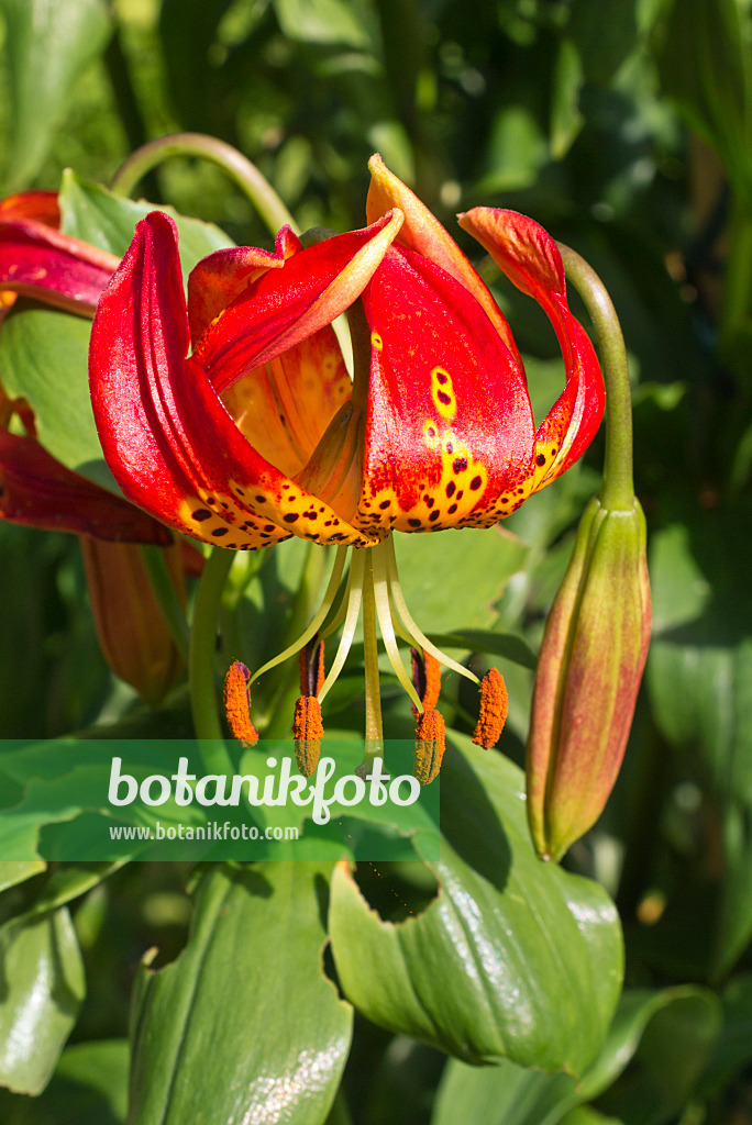 573003 - Lis de léopard (Lilium pardalinum 'Giganteum')