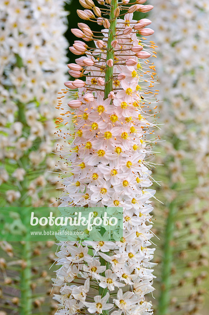 473013 - Lis des steppes (Eremurus)