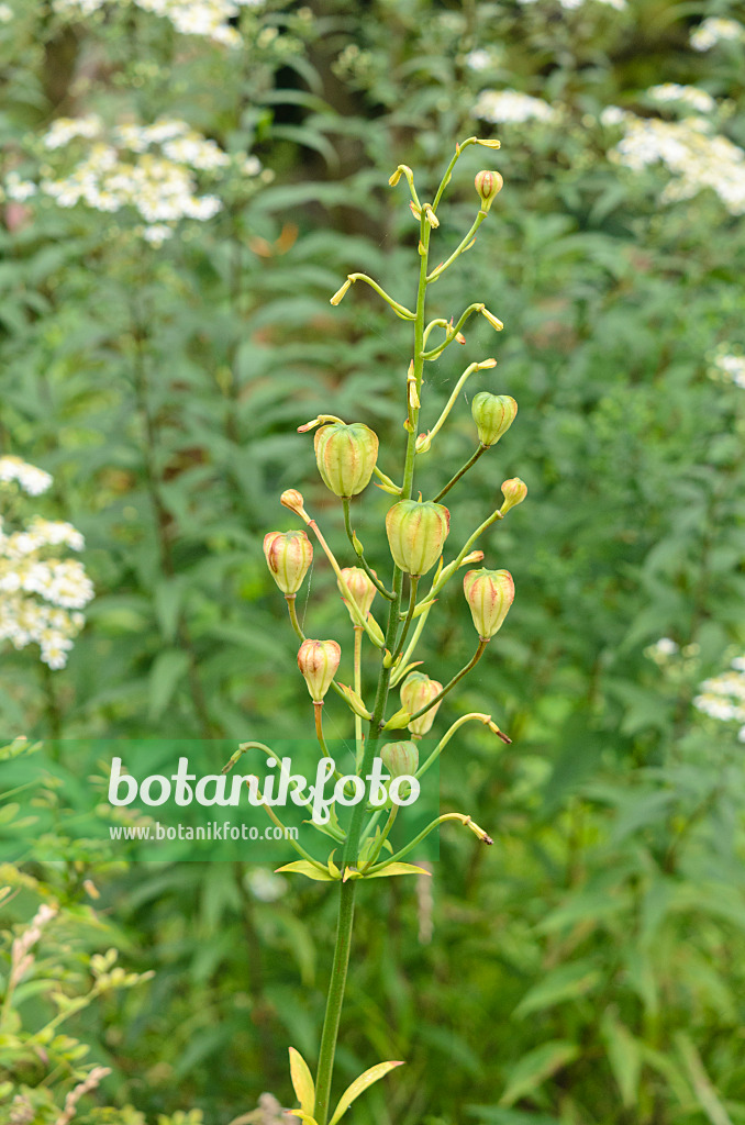 535086 - Lis (Lilium Mrs. R.O. Backhouse)