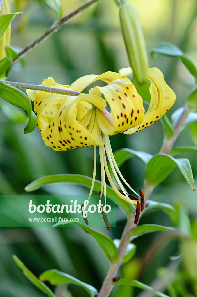 534125 - Lis (Lilium Mystic Sunshine)