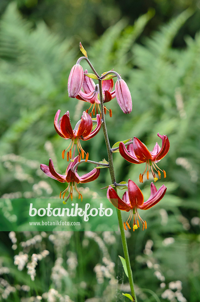 521145 - Lis martagon (Lilium martagon 'Claude Shride')