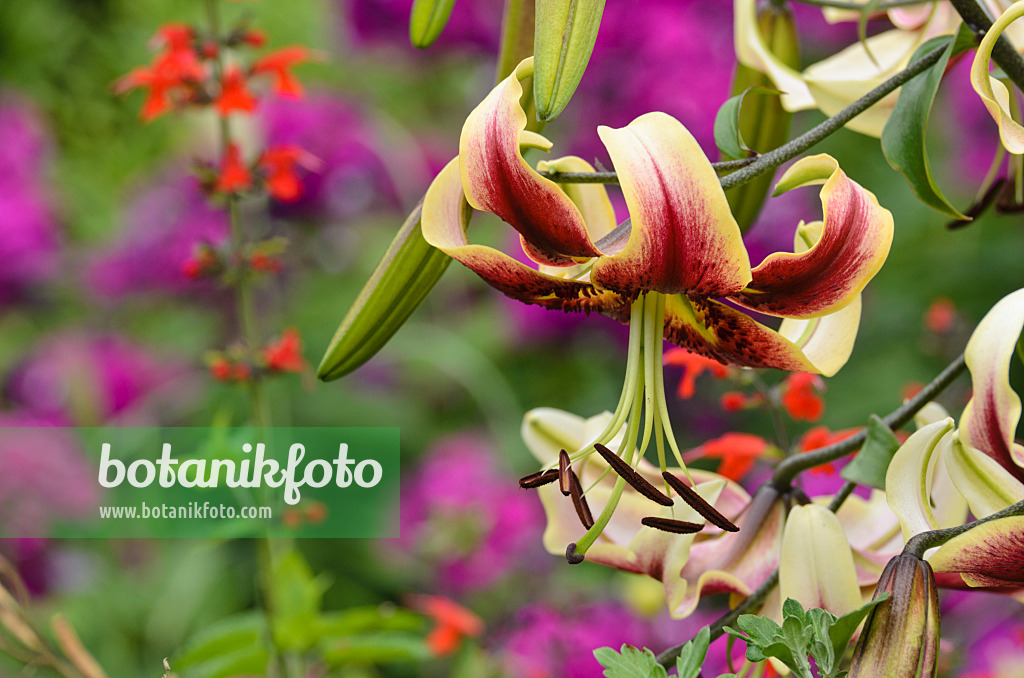 498338 - Lis oriental trompette (Lilium Scheherazade)