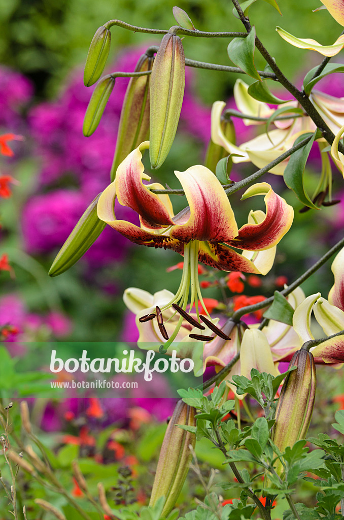 498339 - Lis oriental trompette (Lilium Scheherazade)