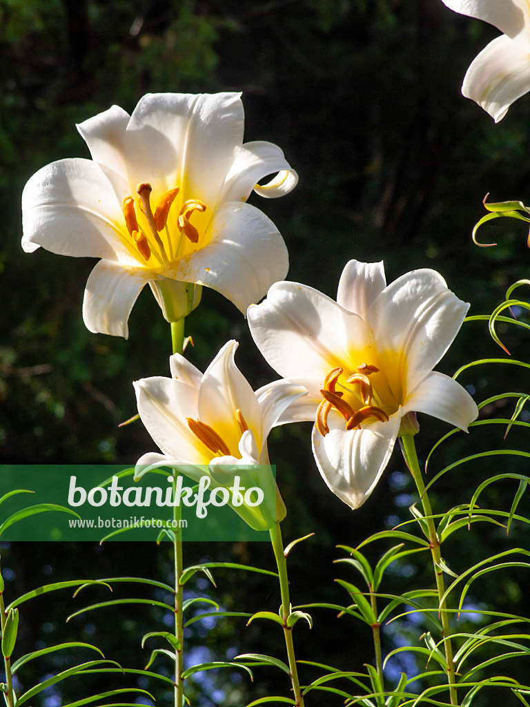 449049 - Lis royal (Lilium regale)