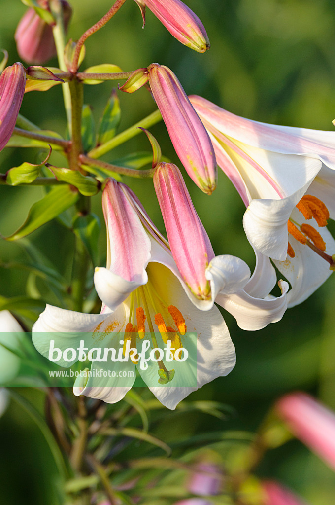 473311 - Lis royal (Lilium regale)