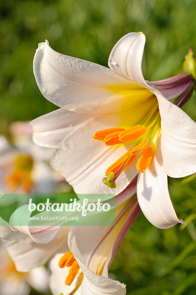 473327 - Lis royal (Lilium regale)