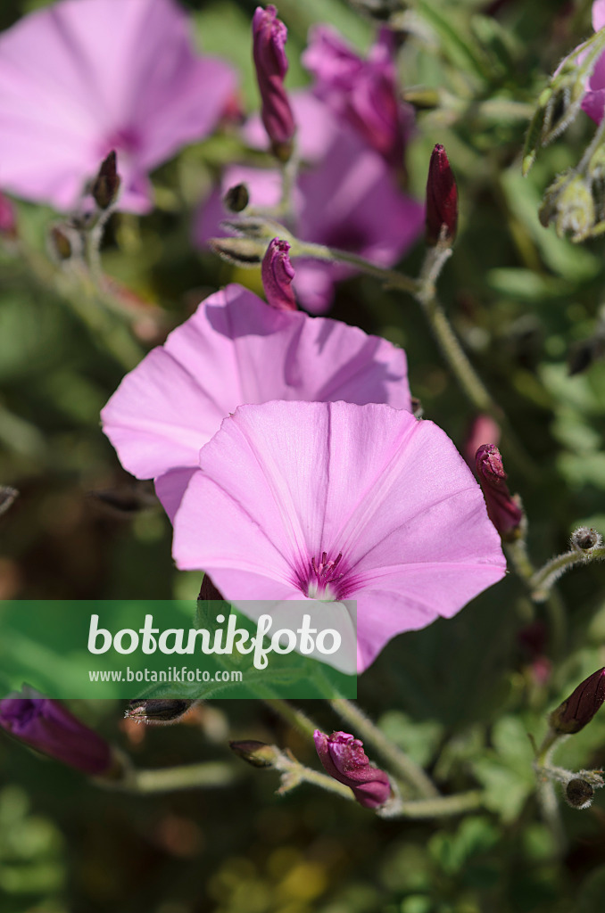 533062 - Liseron fausse-guimauve (Convolvulus althaeoides)